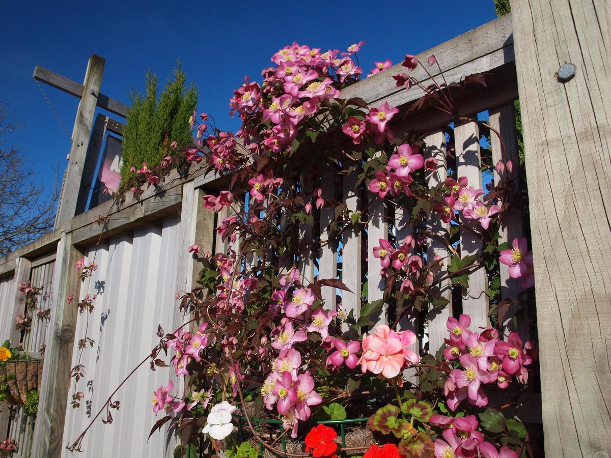 Annies Nirvana Lodge Backpackers Takaka Dış mekan fotoğraf